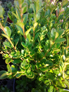 Wintergreen Boxwood