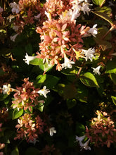 Rose Creek Abelia