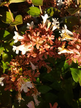Rose Creek Abelia