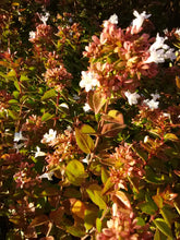 Rose Creek Abelia