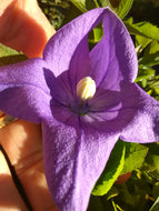 Balloon Flower Sentimental Blue