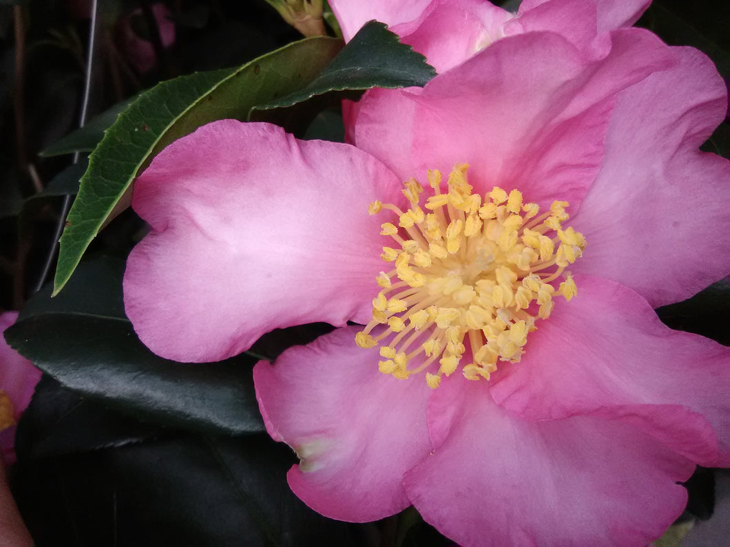 Cleopatra Camellia