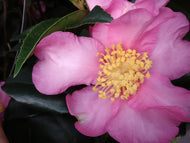 Cleopatra Camellia