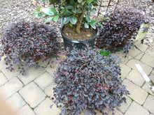 Purple Pixie Loropetalum