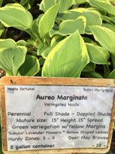 Aureomarginata Hosta