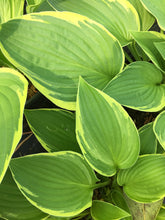 Aureomarginata Hosta