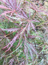 Crimson Queen Japanese Cutleaf Maple