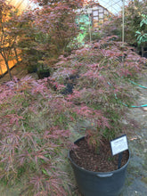 Crimson Queen Japanese Cutleaf Maple