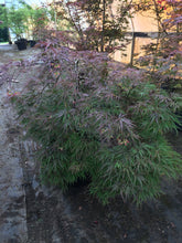 Crimson Queen Japanese Cutleaf Maple