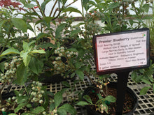 Premier Blueberry (rabbIt eye)