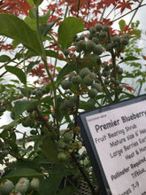 Premier Blueberry (rabbIt eye)