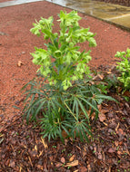 Lenten Rose 'Foetidus'