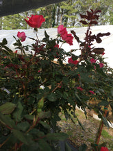 Single Red Knock Out Rose