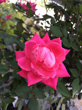 Pink Double Knock Out Rose