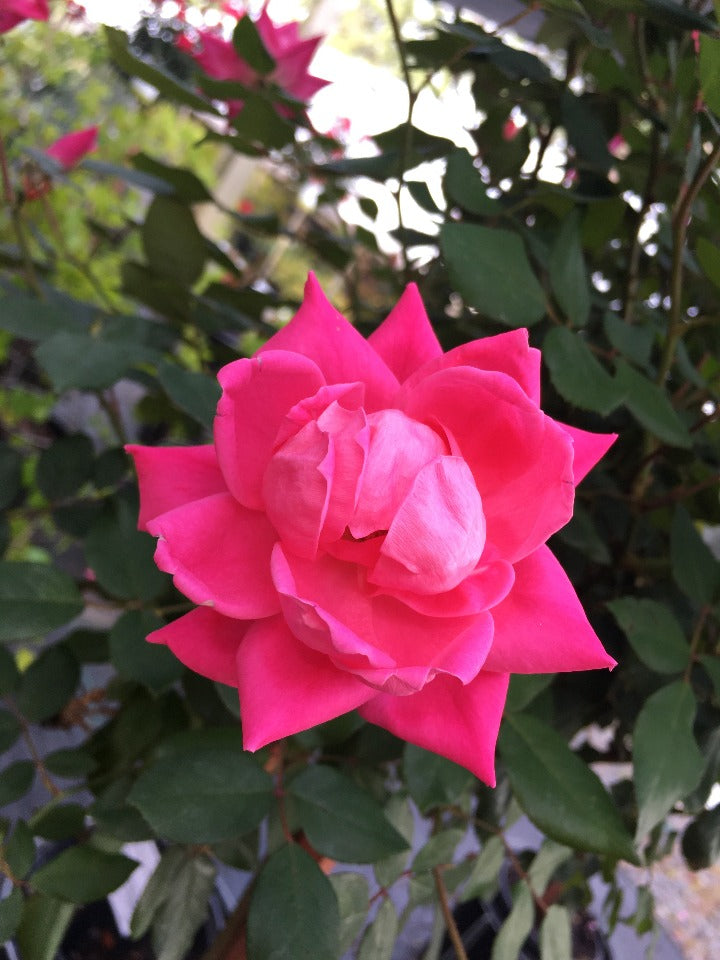 Pink Double Knock Out Rose