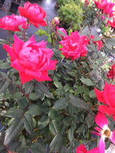 Pink Double Knock Out Rose
