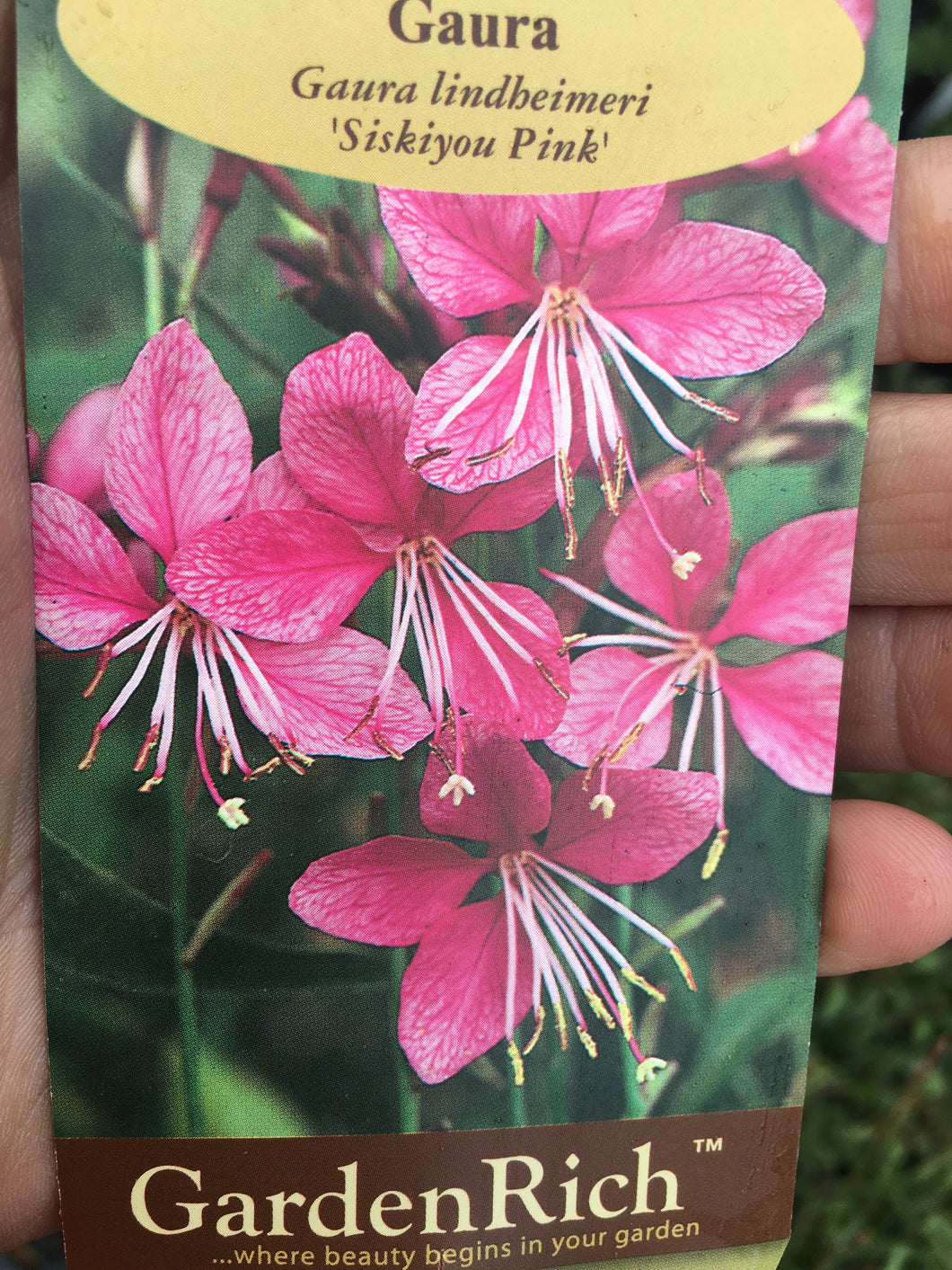 Gaura 'Siskiyou' Pink Indian Feather
