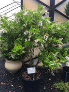 Wavy Leaf Ligustrum