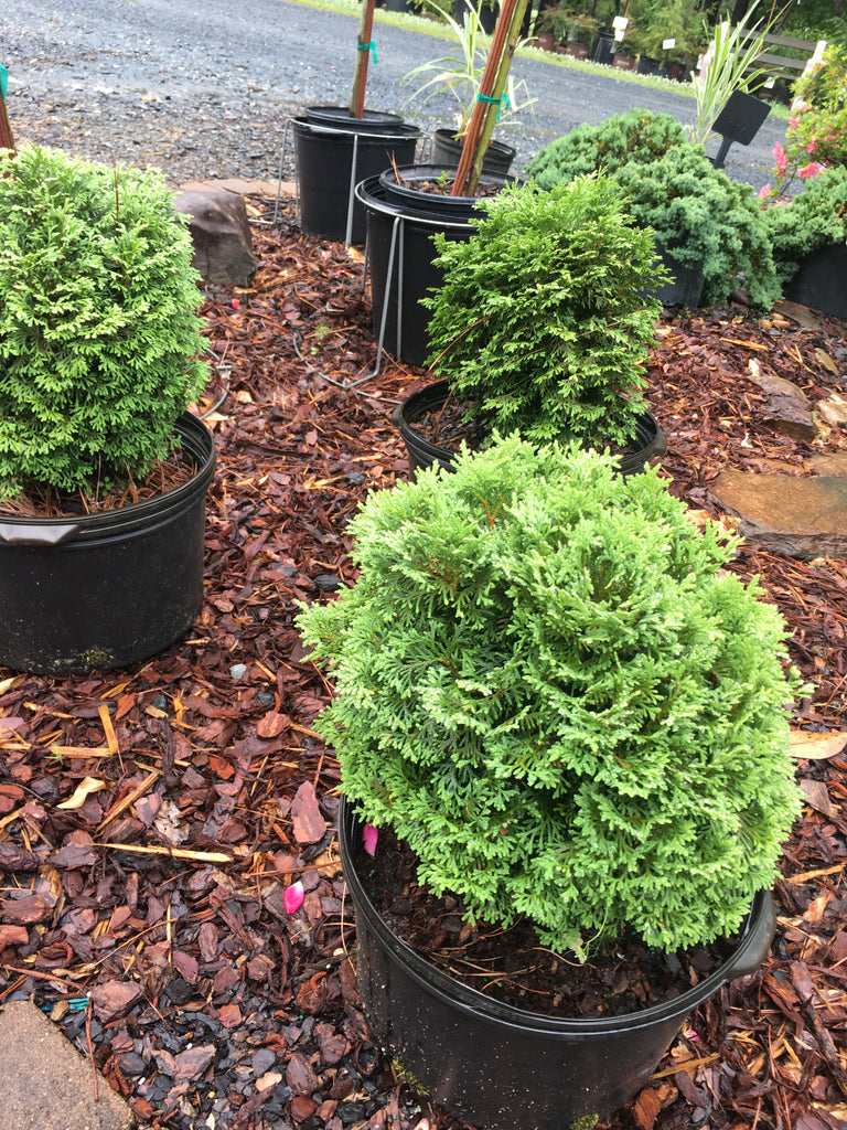 Hetz's Midget Arborvitae – Toms Creek Farm & Nursery