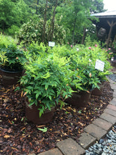 Lemon Lime Nandina