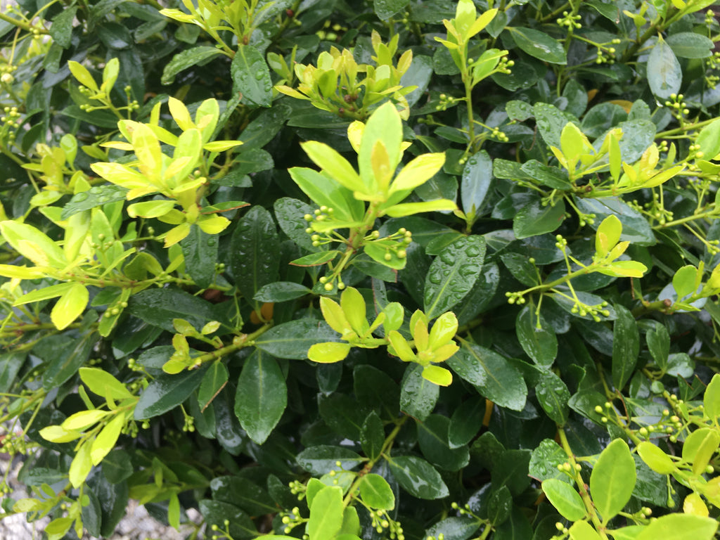 ショーンジャンセン／カリフォルニア／5'9／HollySmoke Hoogendorn Japanese Holly | Evergreen Shrubs | Settlemyre