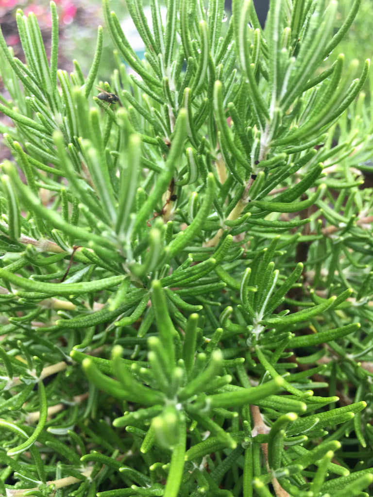 Chef's Choice Rosemary – Toms Creek Farm & Nursery