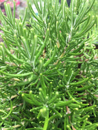 Chef's Choice Rosemary