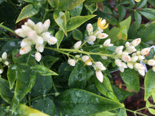 Lemon Lime Nandina