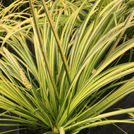 Variegated Mondo Grass 'Silver Mist'