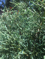 Carolina Sapphire Arizona Cypress
