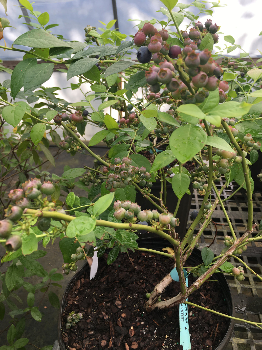 Legacy Blueberry (high-bush)