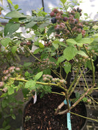 Legacy Blueberry (high-bush)