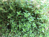 Creeping Thyme