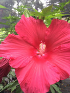 Lord Baltimore Hibiscus