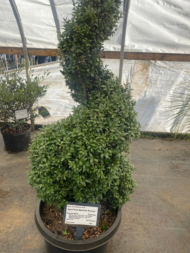 Green Mountain Boxwood – Toms Creek Farm & Nursery