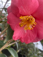 Rev. John G. Drayton Camellia - 5G Container