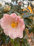 Magnolia Camellia