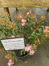 Dwarf Pink Indian Hawthorn