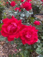Double Red Knockout Rose
