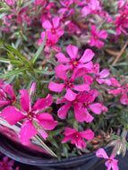 Scarlet Flame Creeping Phlox