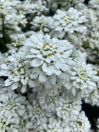 Snowstation Candytuft