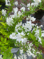 Chardonnay Pearls Deutzia