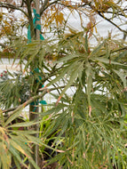 Virdis Japanese Maple