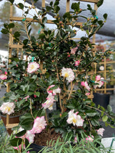 October Magic Inspiration Camellia