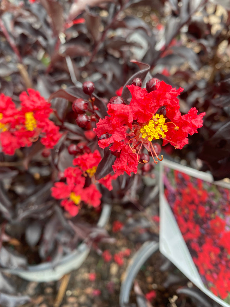 Center Stage Red Crape Myrtle Toms Creek Farm & Nursery