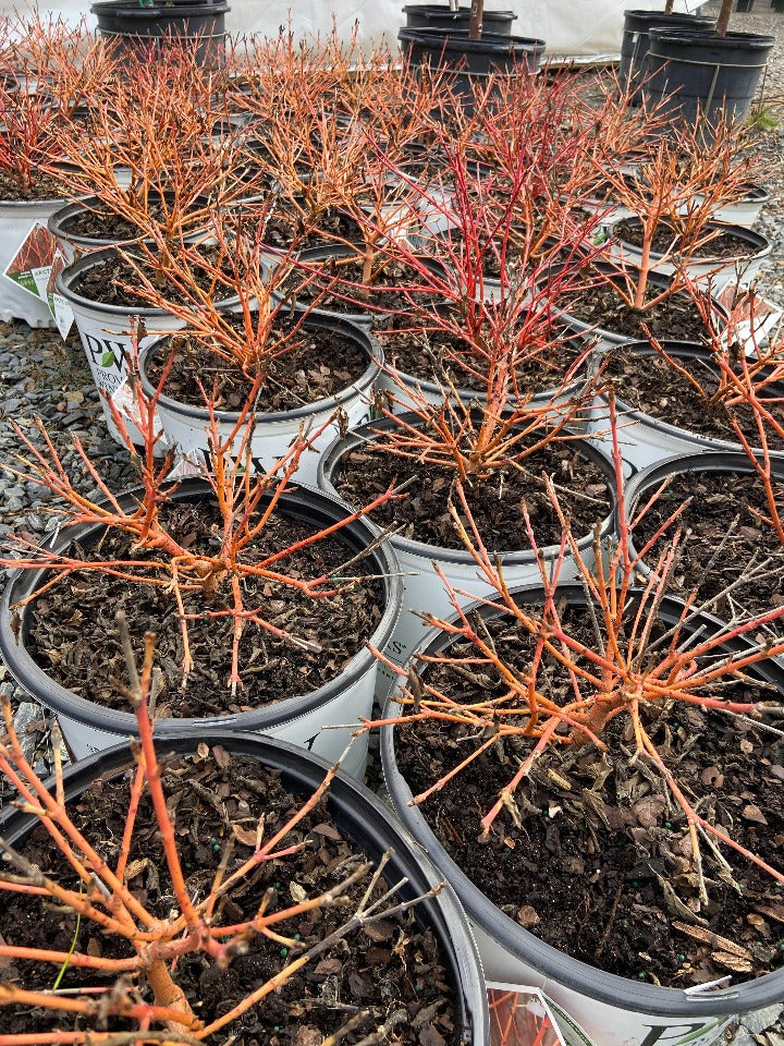 Arctic Sun Dogwood
