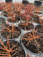 Arctic Sun Dogwood