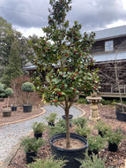 Liberty Red Holly