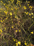 Winter Jasmine