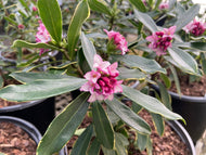 Variegated Red-Purple Winter Daphne